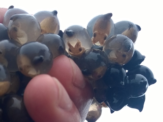 Cuttlefish eggs